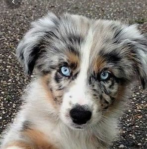 Meet your Posher, Brady